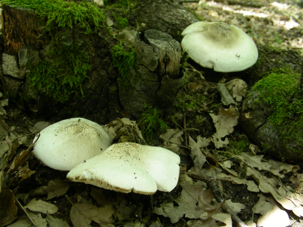 Pluteus petasatus !!!